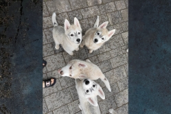 Rudi, Pika, Bolt, Smaili